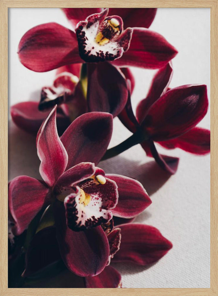 Rote Orchideen mit zarten Blütenblättern | Poster