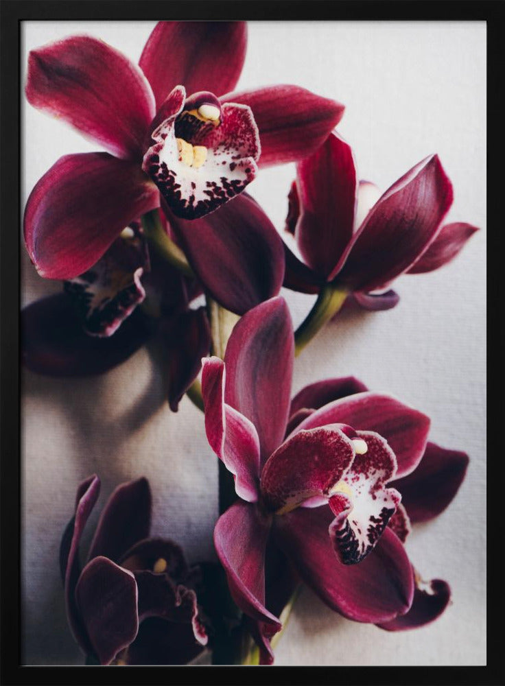 Orchideen-Eleganz | Poster