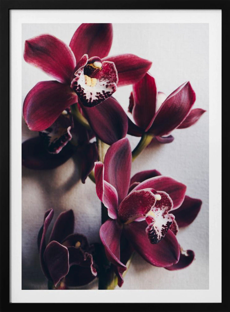 Orchideen-Eleganz | Poster