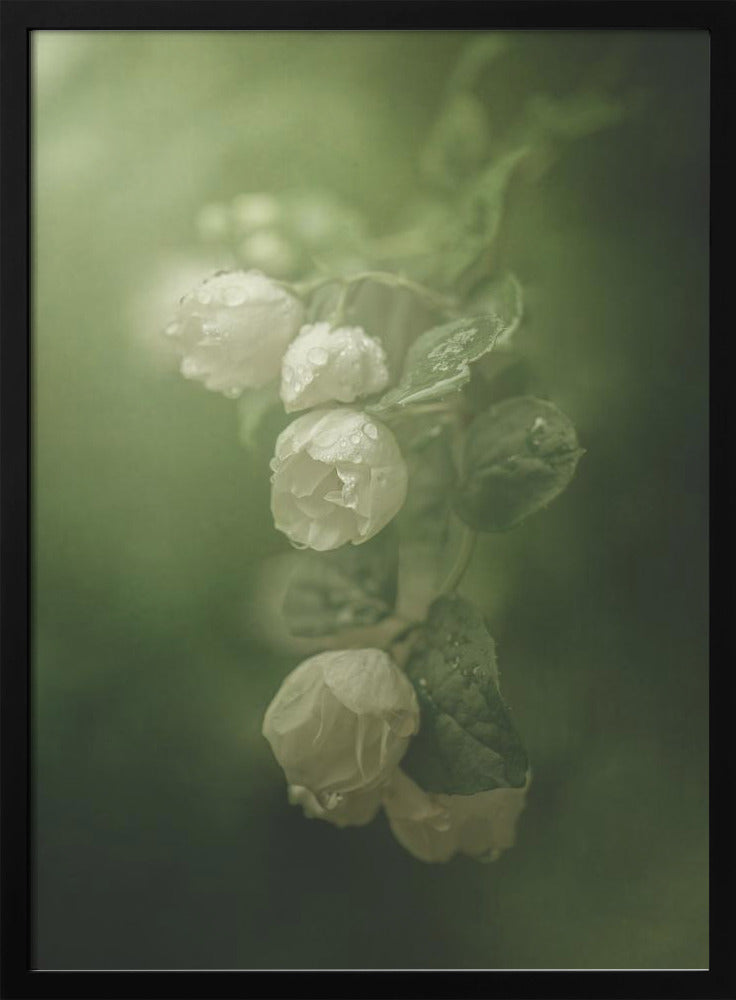 Jasmin | Poster