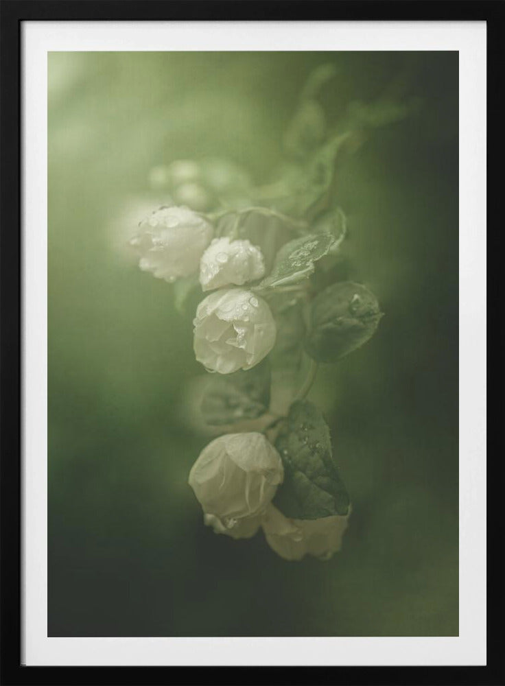 Jasmin | Poster