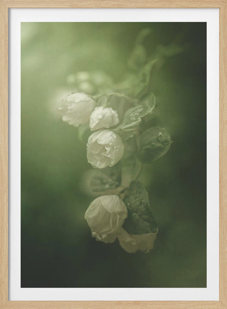 Jasmin | Poster