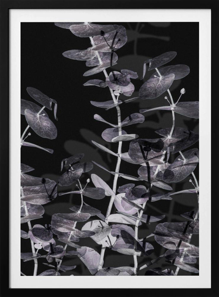Eukalyptus_Negativ_002 | Poster