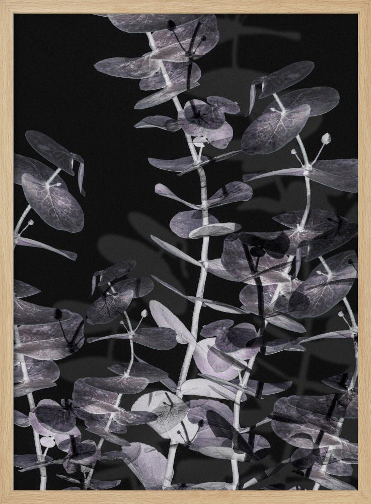 Eukalyptus_Negativ_002 | Poster