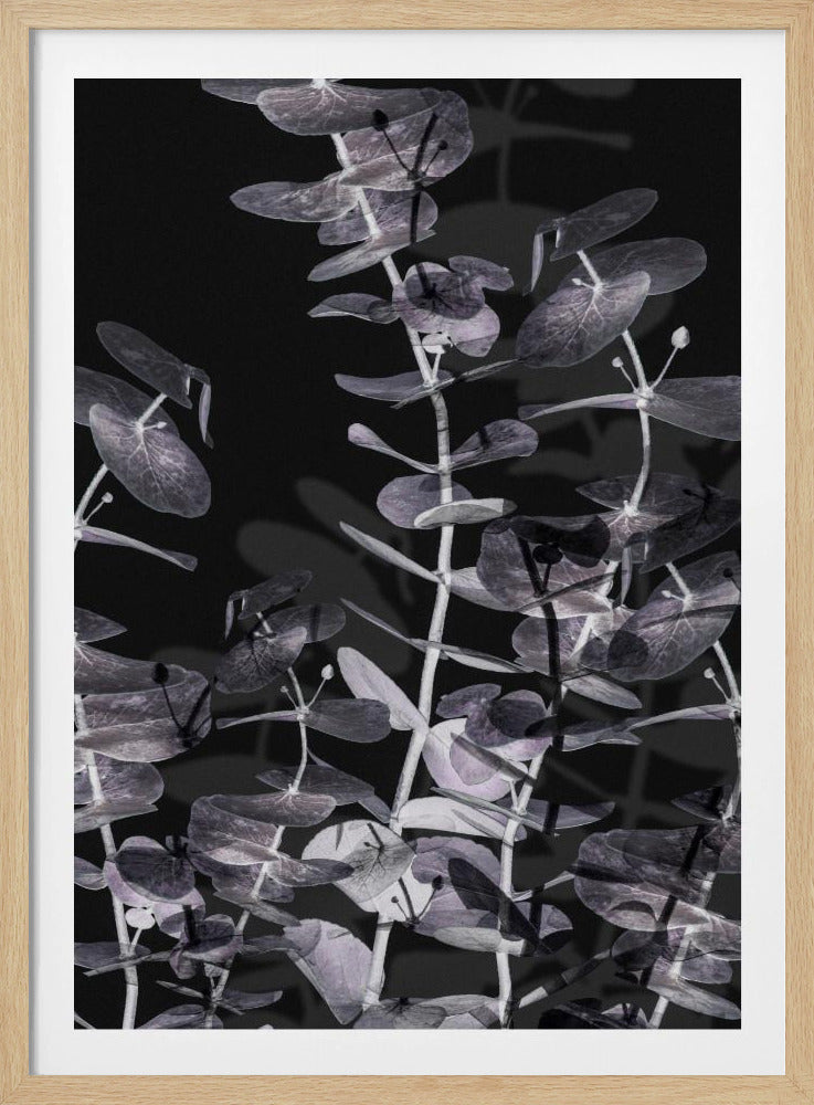 Eukalyptus_Negativ_002 | Poster