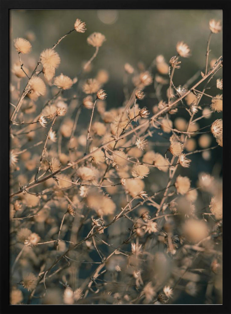 Strandblumen_003 | Poster