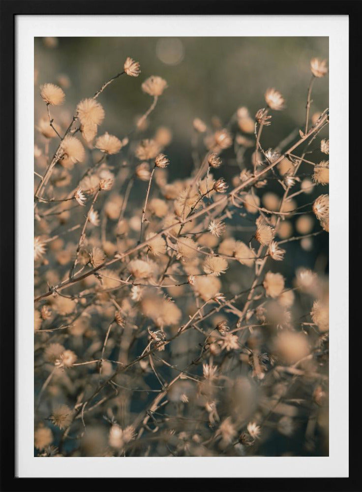 Strandblumen_003 | Poster
