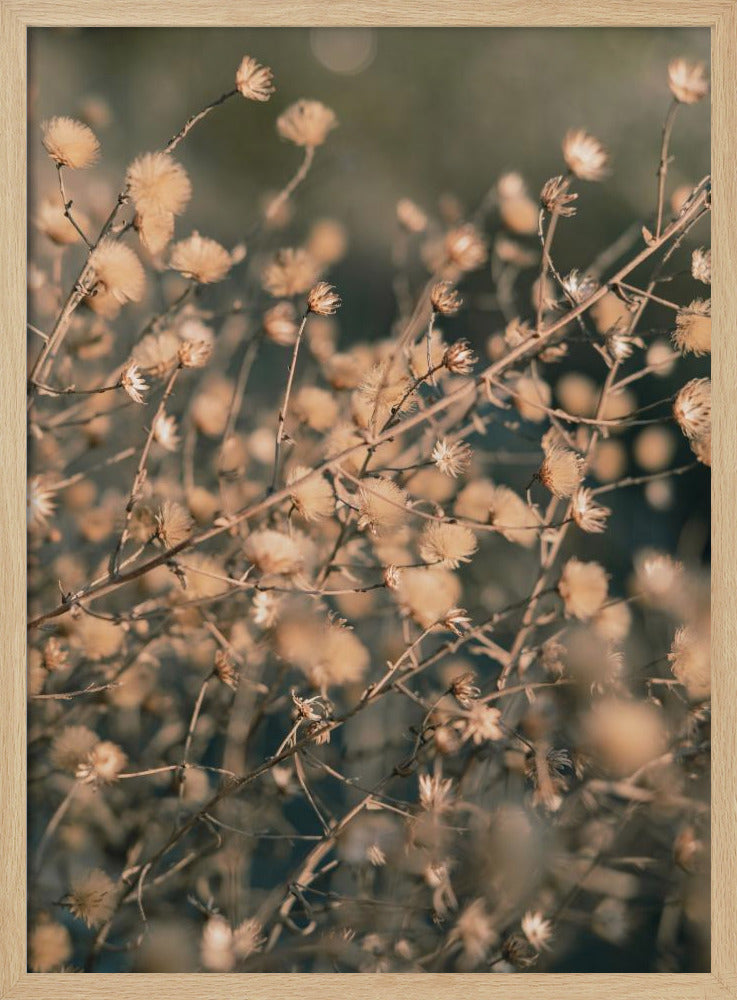 Strandblumen_003 | Poster
