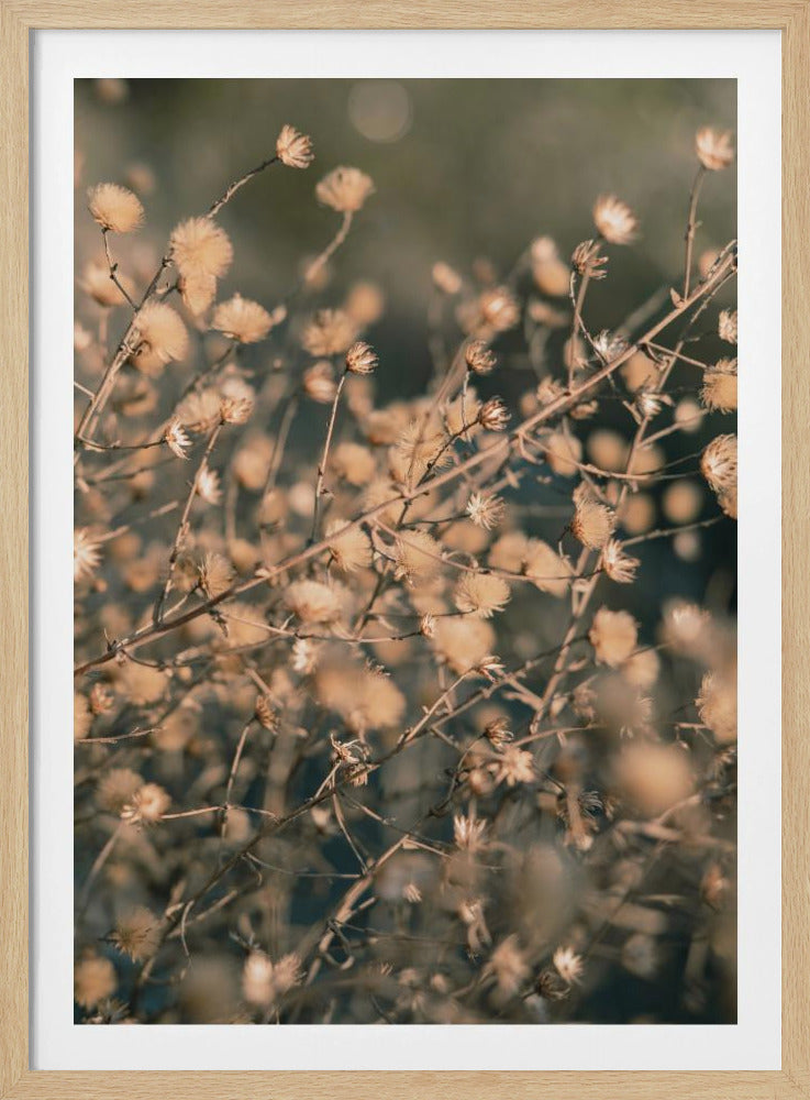Strandblumen_003 | Poster