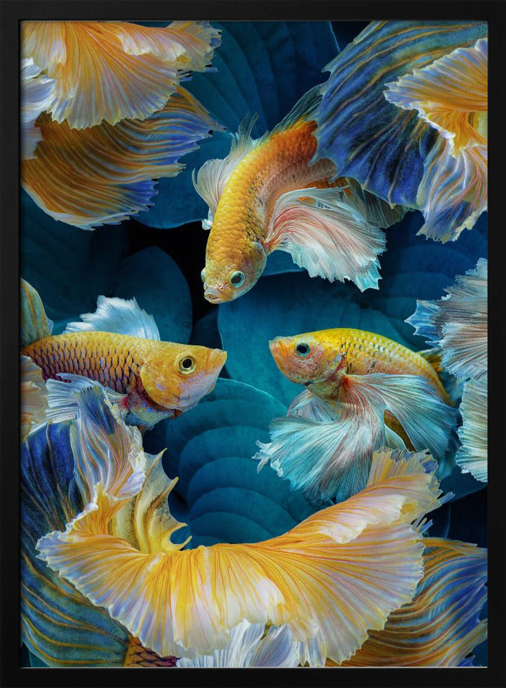 Farbfisch | Poster