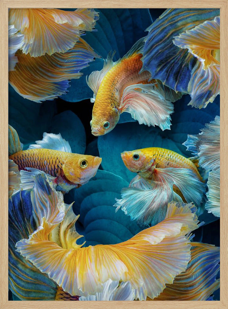 Farbfisch | Poster