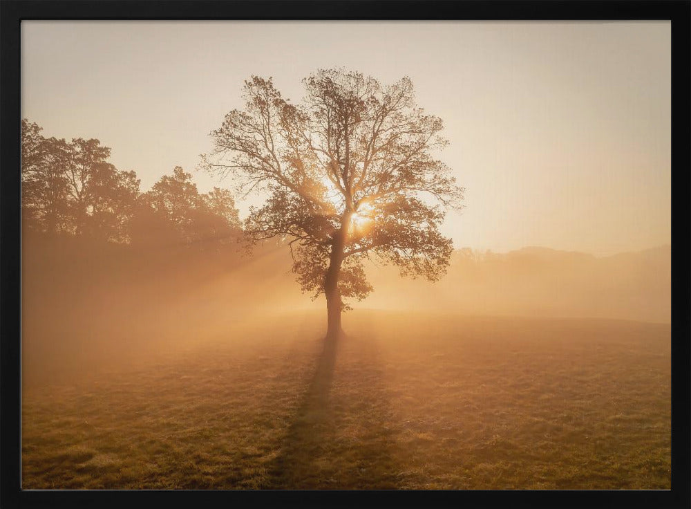 Einsamer Baum | Poster
