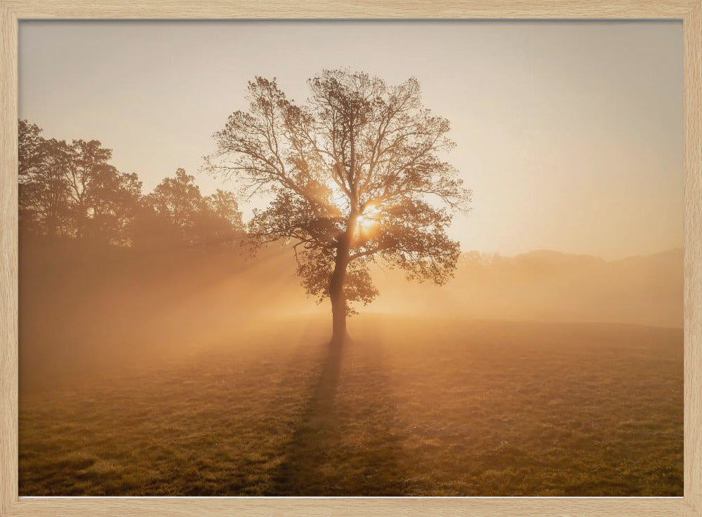Einsamer Baum | Poster