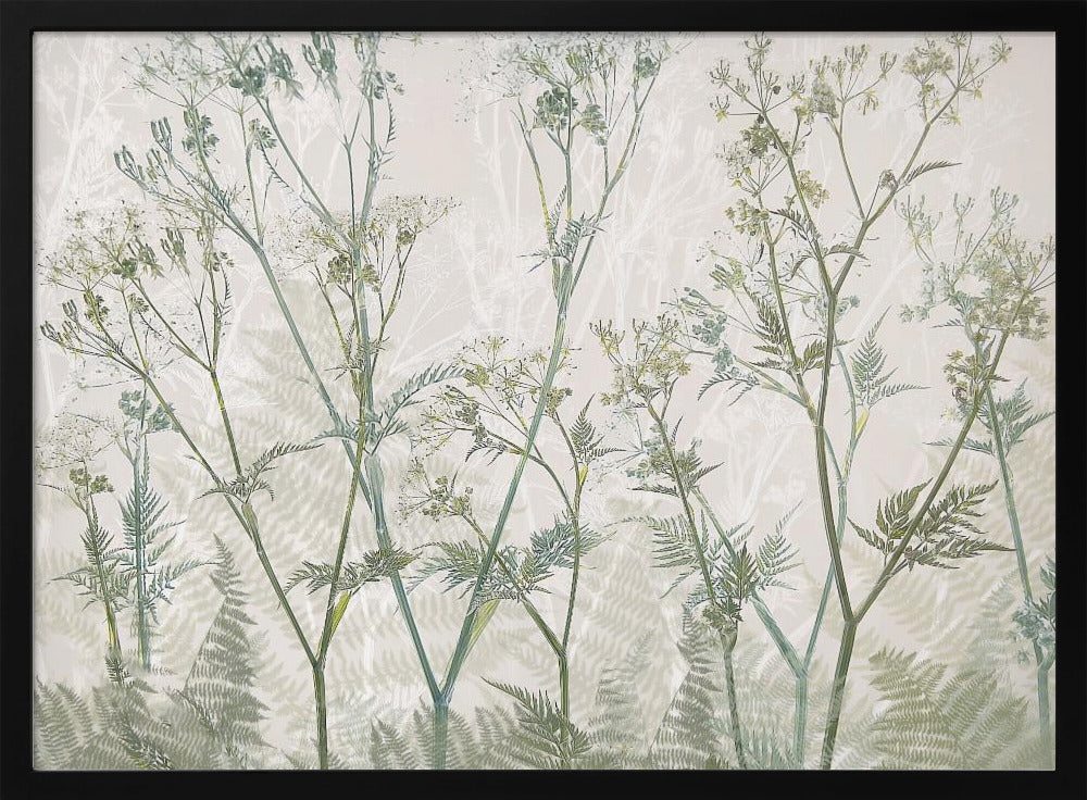 Cow parsley | Poster