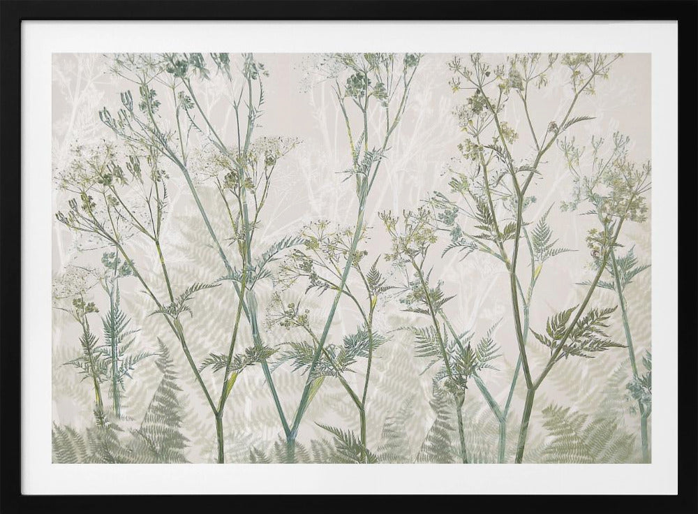Cow parsley | Poster