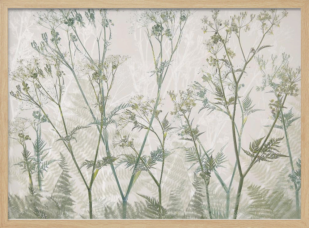 Cow parsley | Poster