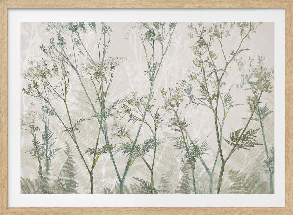 Cow parsley | Poster