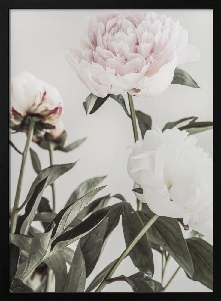 Pfingstrose 04 | Poster