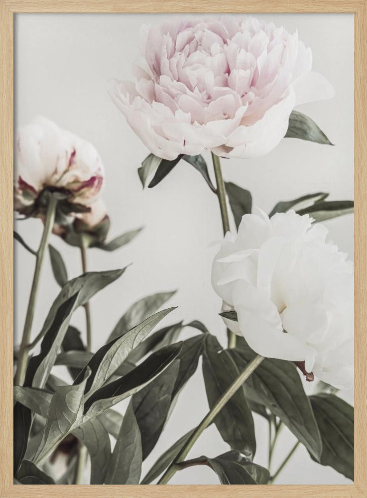 Pfingstrose 04 | Poster