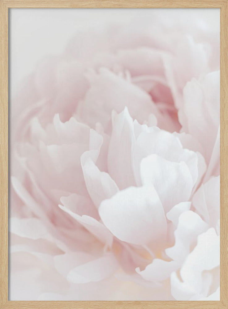 Pfingstrose 05 | Poster