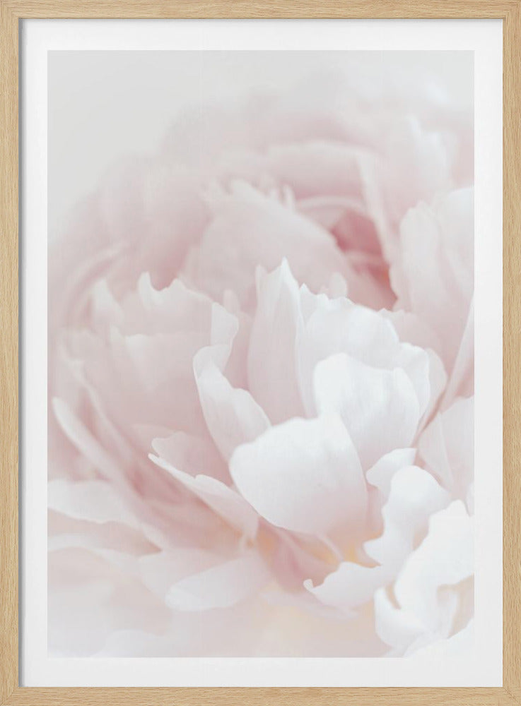 Pfingstrose 05 | Poster