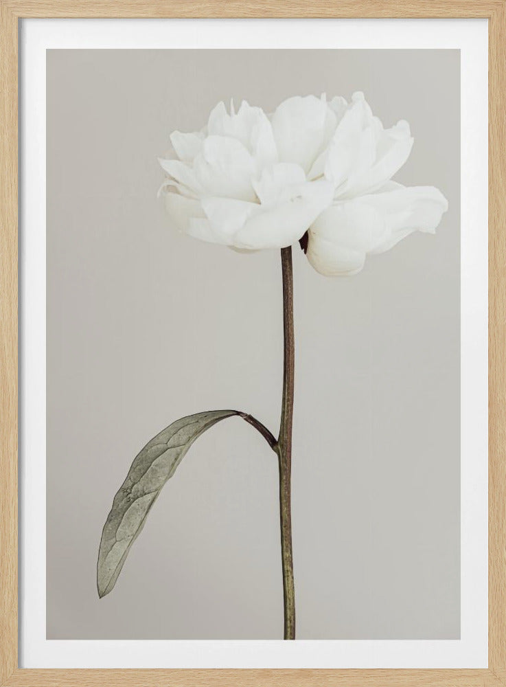 Pfingstrose 07 | Poster