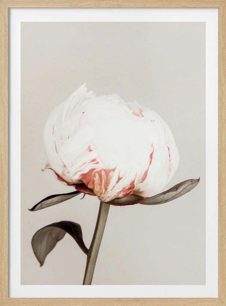 Peony 13 | Poster
