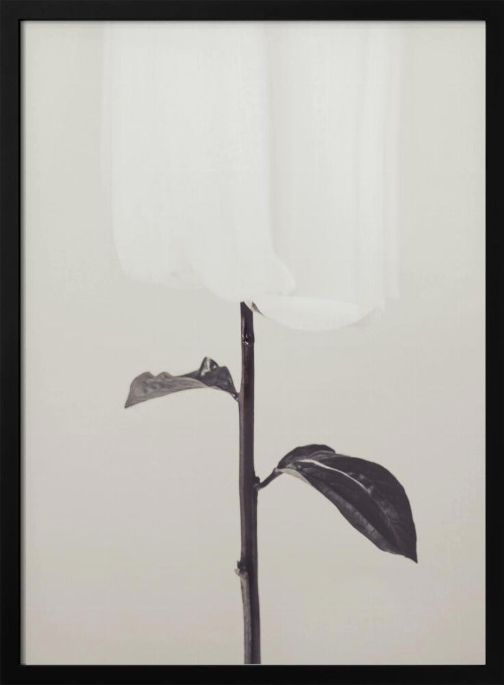 Pfingstrose 18 | Poster