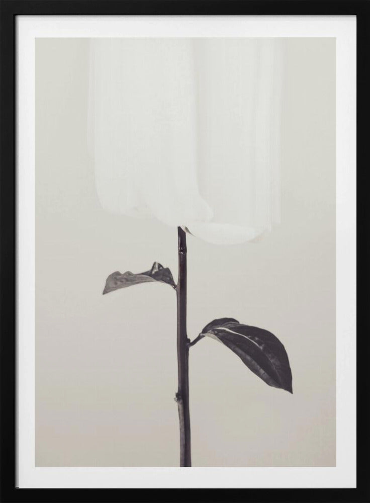 Pfingstrose 18 | Poster