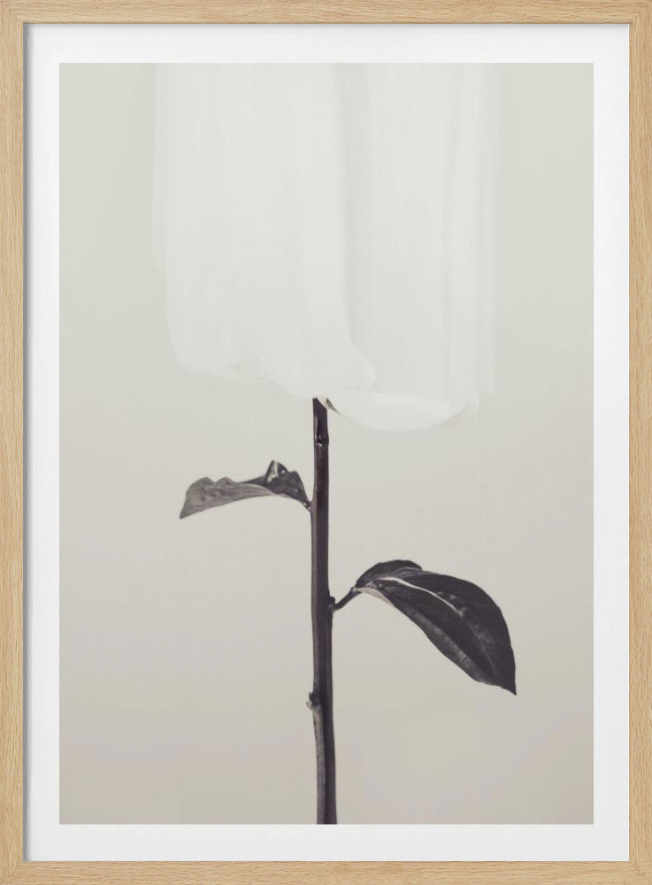 Pfingstrose 18 | Poster