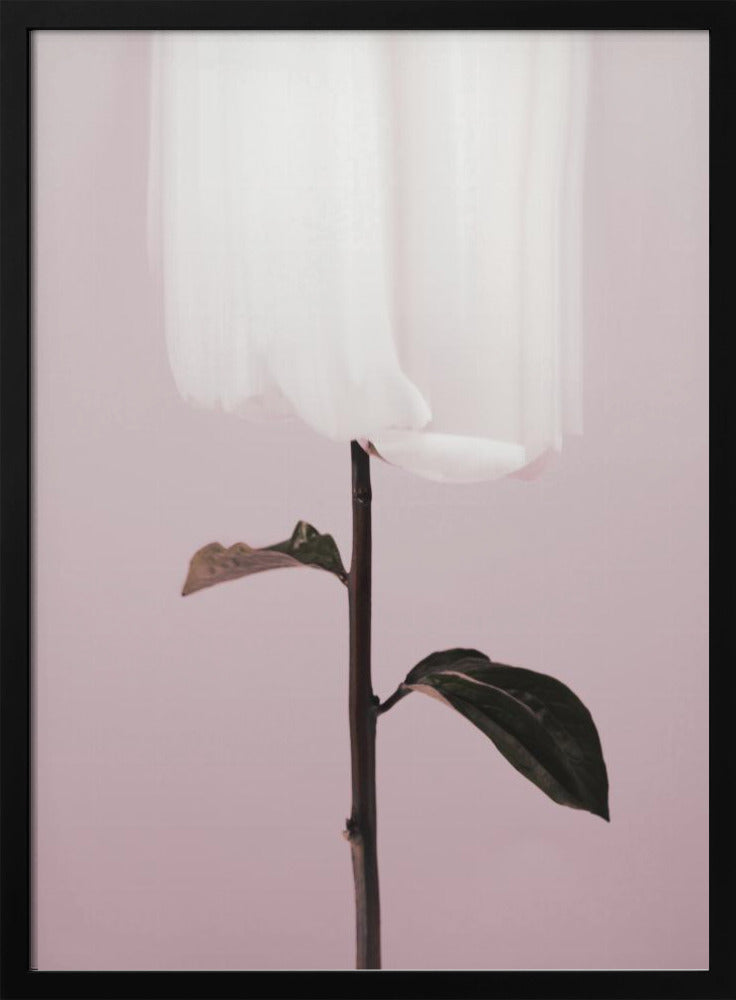 Peony 19 | Poster