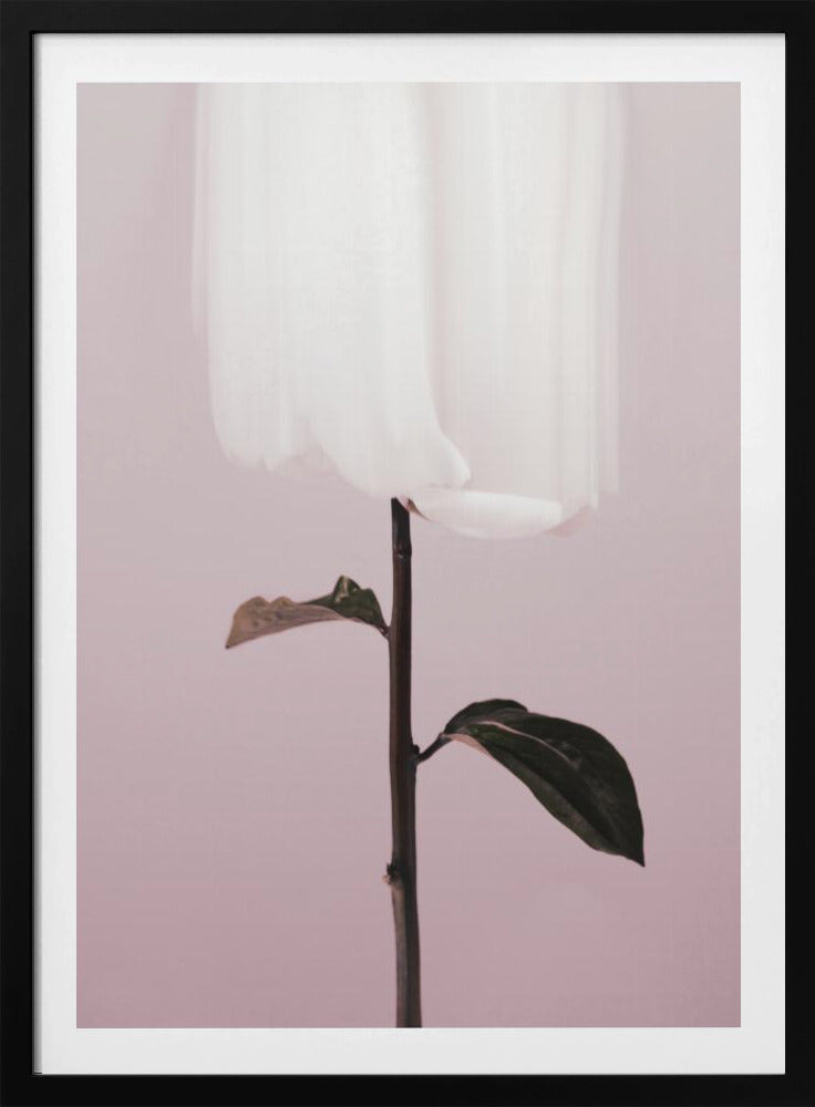 Peony 19 | Poster