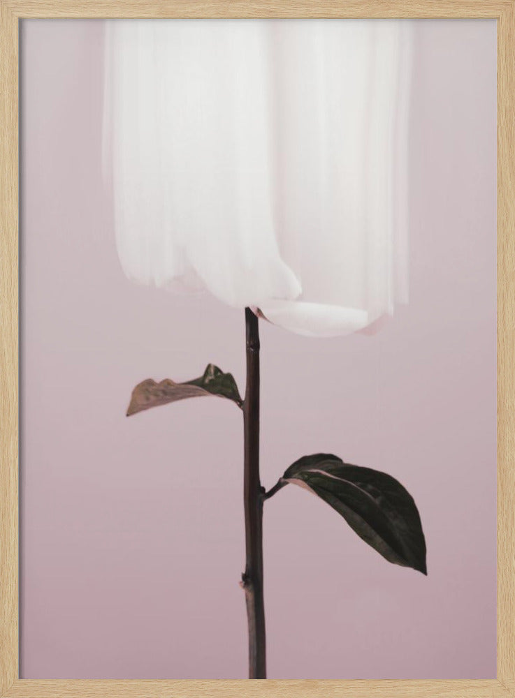 Peony 19 | Poster