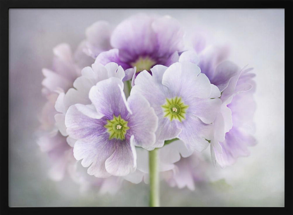 Primula | Poster