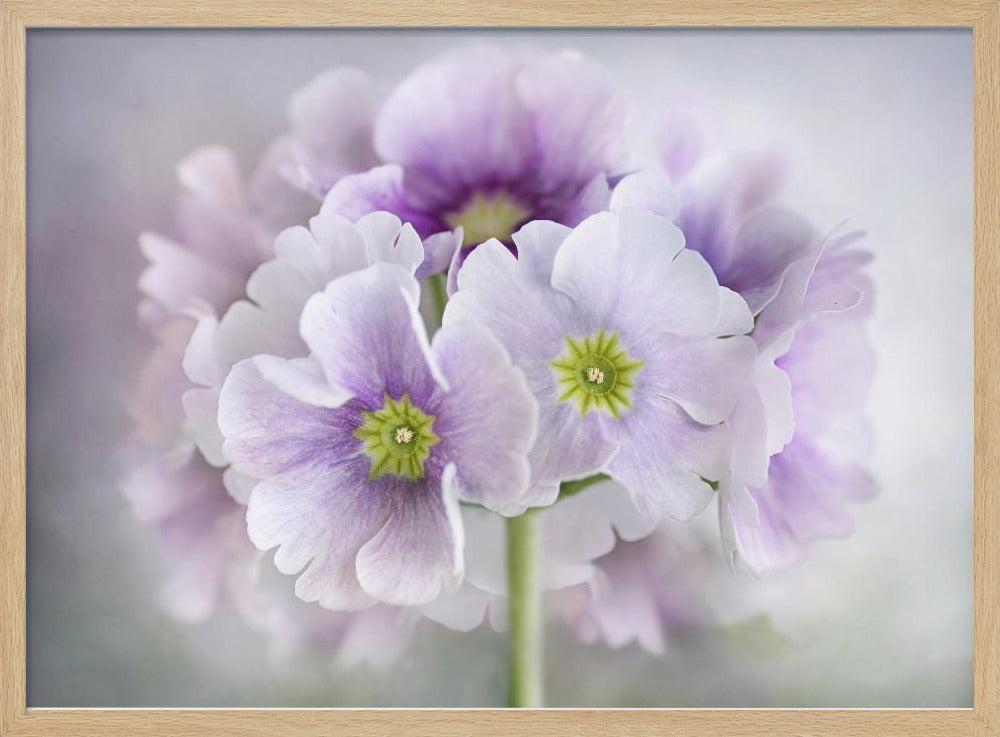 Primula | Poster