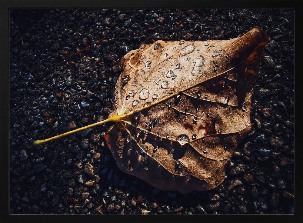 Leaf | Poster