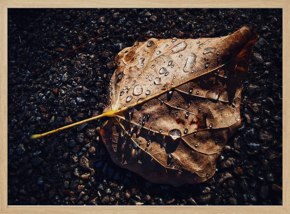 Leaf | Poster