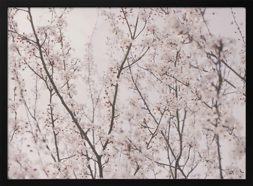 Frühlingsblüten | Poster