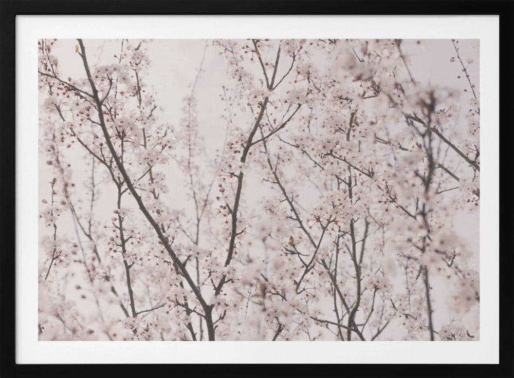 Frühlingsblüten | Poster