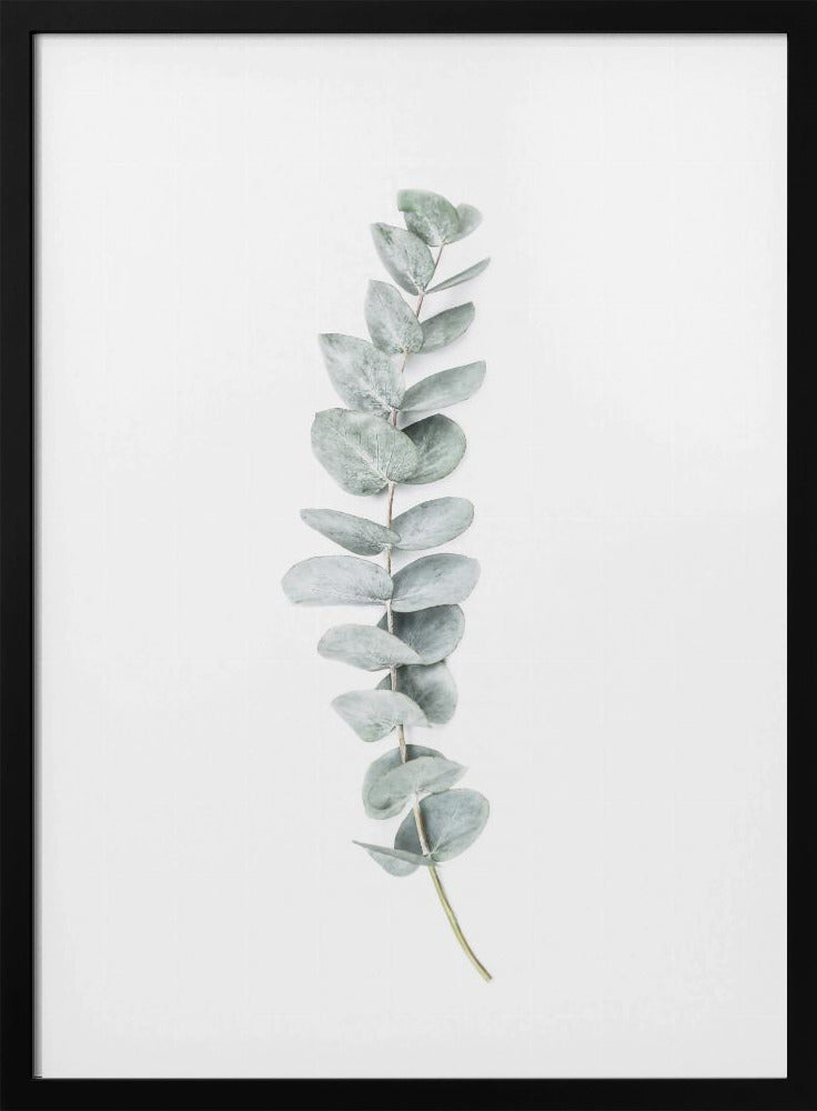 Eukalyptus II | Poster