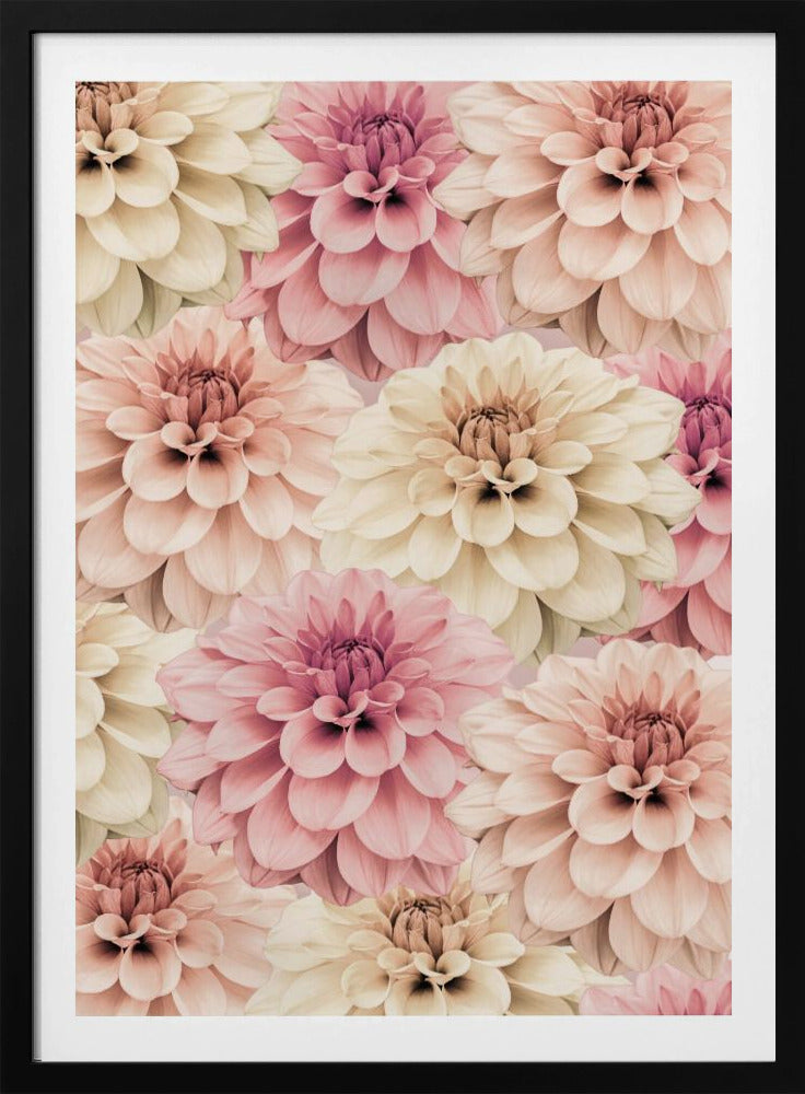 Dahlia | Poster