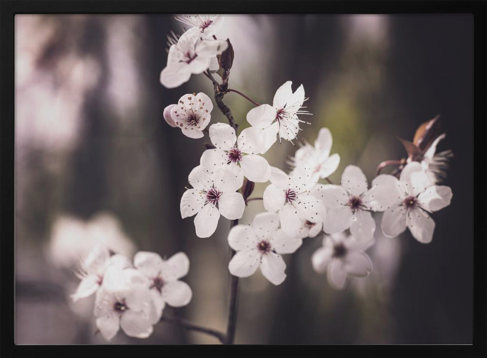 Blüten | Poster
