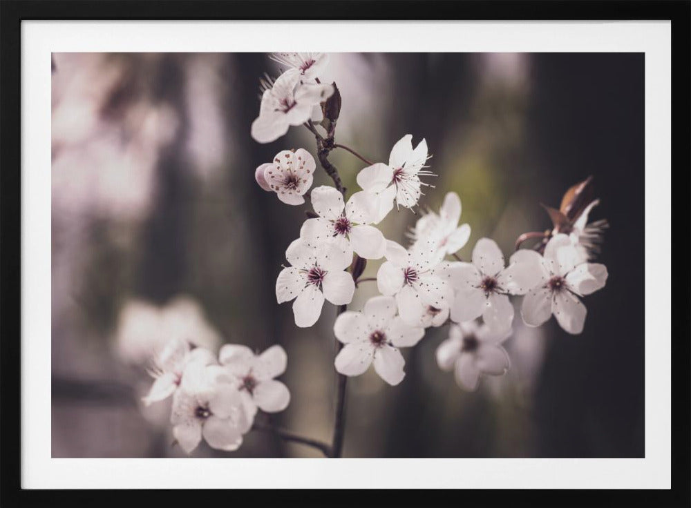 Blüten | Poster