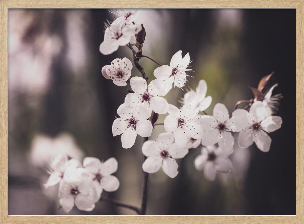Blüten | Poster
