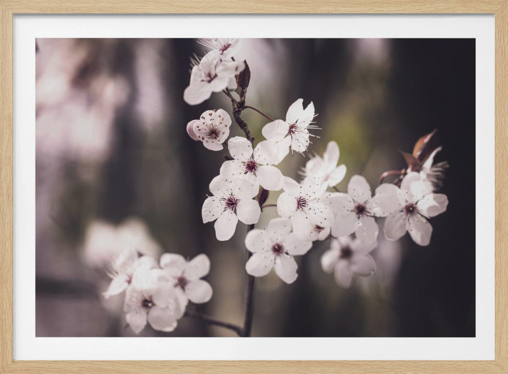 Blüten | Poster