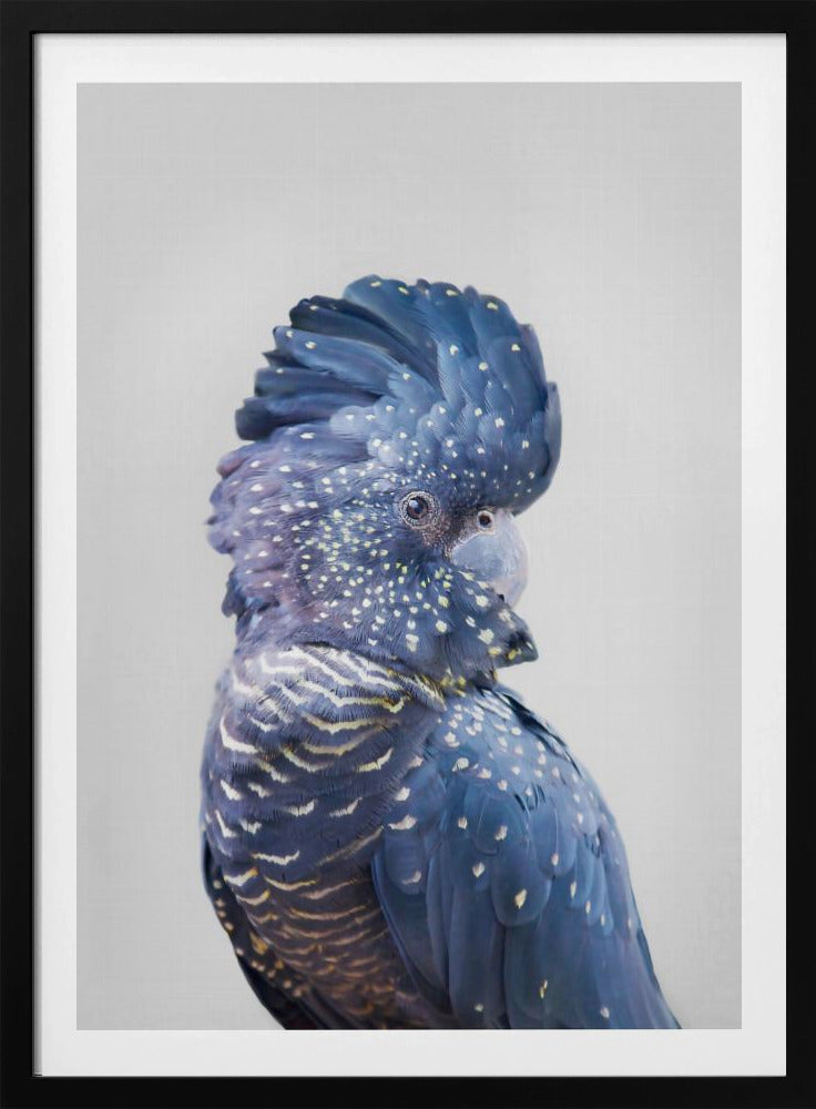 Schwarzer Kakadu | Poster