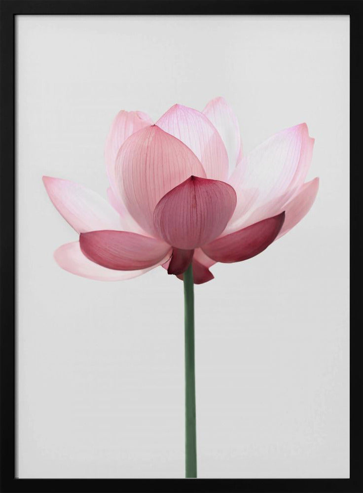 Lotusblume | Poster