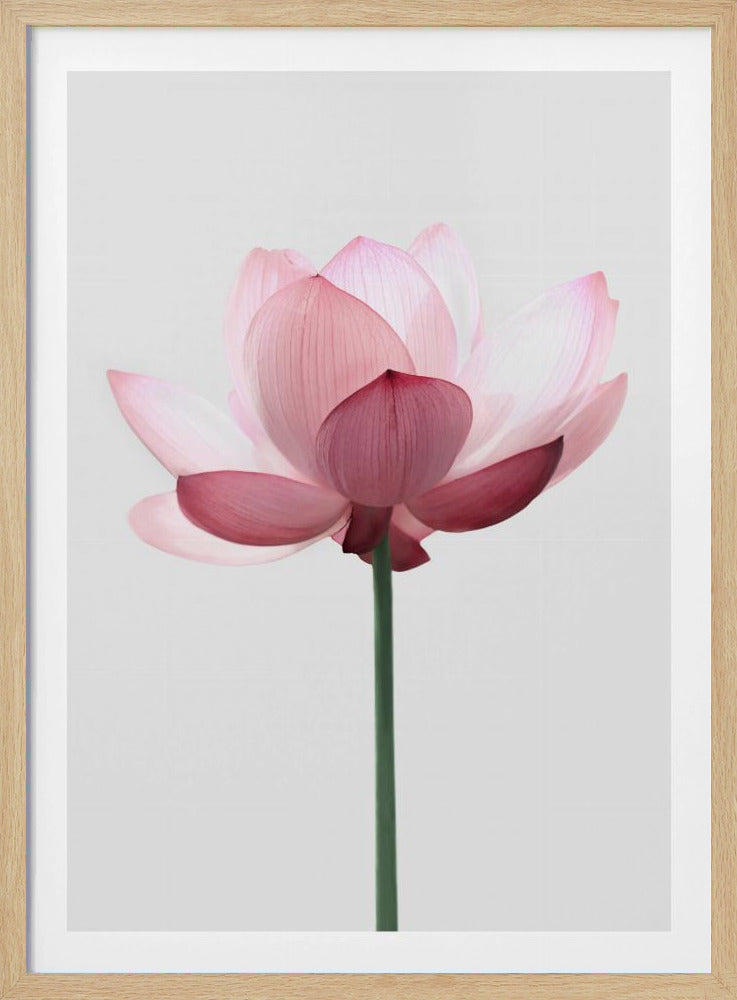 Lotusblume | Poster