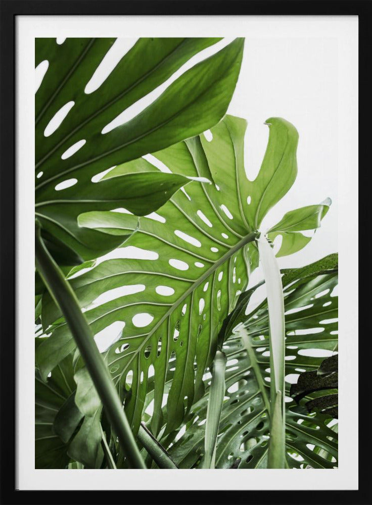 Dschungel | Poster