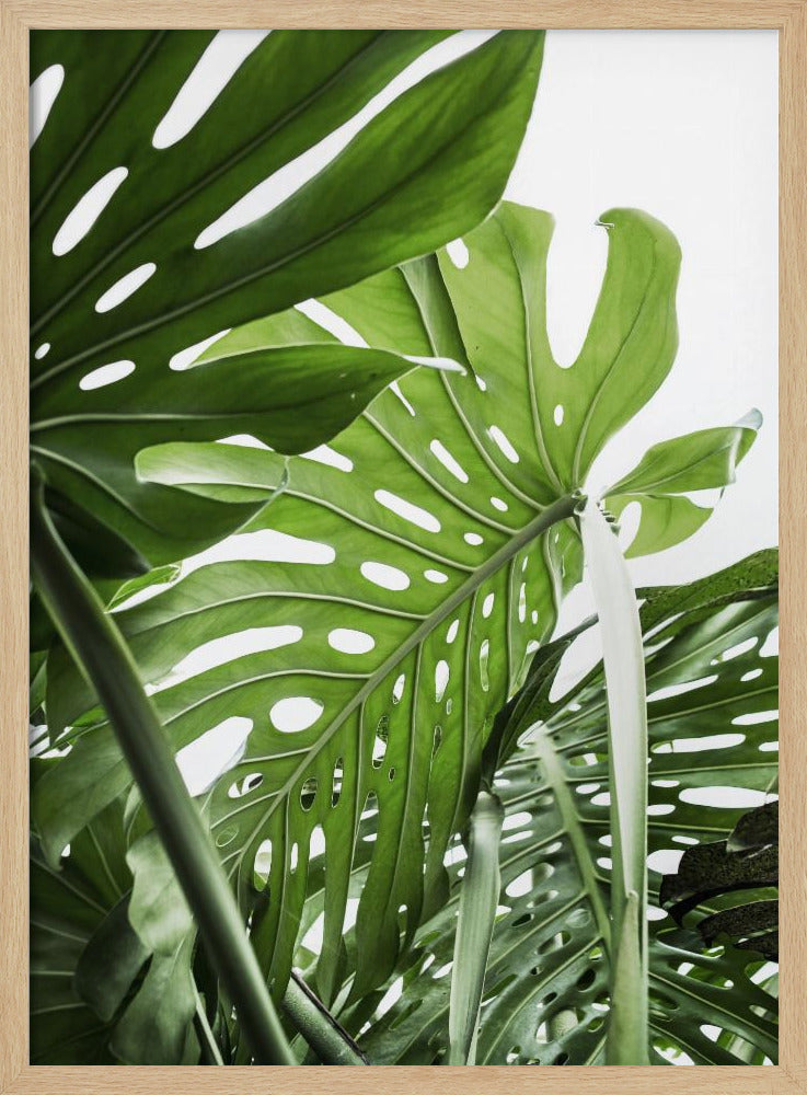 Dschungel | Poster